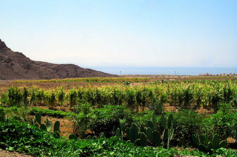 The organic farm of Taba Heights for sustainable living